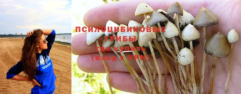 гидра вход  Алейск  Псилоцибиновые грибы Psilocybine cubensis  что такое  